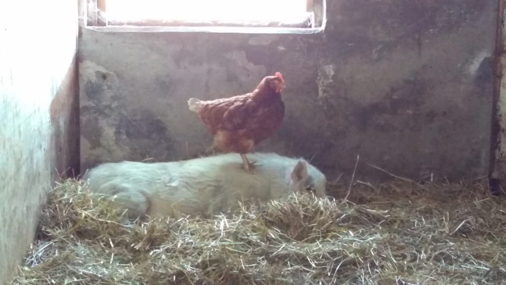A chicken sits on a sleeping pig. 